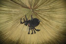 Schelloween 2010 02  1249 