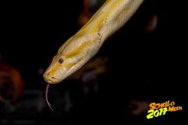 Schelloween 2017 AW Homepage  589