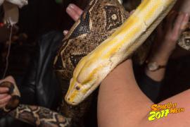 Schelloween 2017 AW Homepage  591